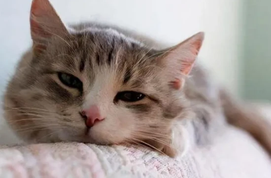 How long does it take for 84 disinfectant to kill feline panleukopenia virus?