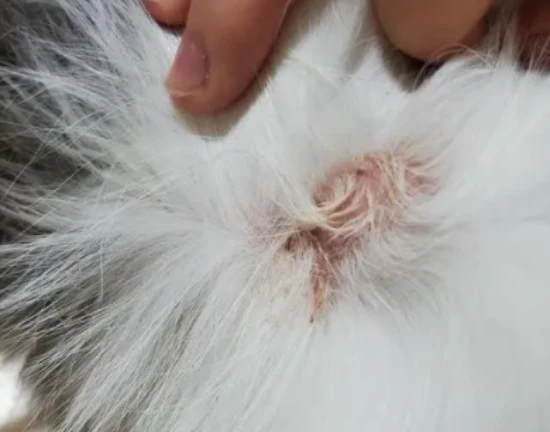 What to feed a cat with dry and dull fur?