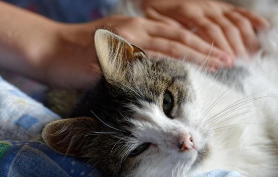 Why you shouldn't pinch a cat's back.