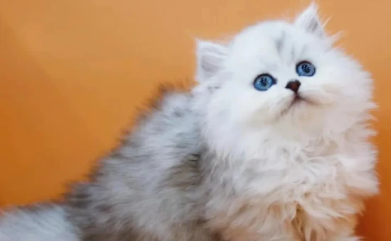 What's the biggest taboo when raising a Chinchilla?