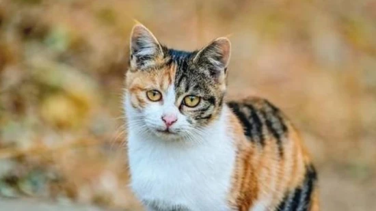 Can cats eat rice? Is it good for cats to eat rice?