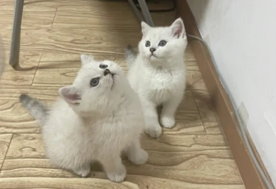 Under what circumstances should cats not be bathed?