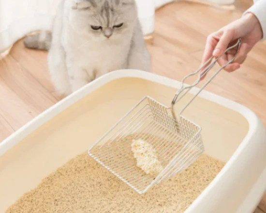 How often should you scoop cat poop?