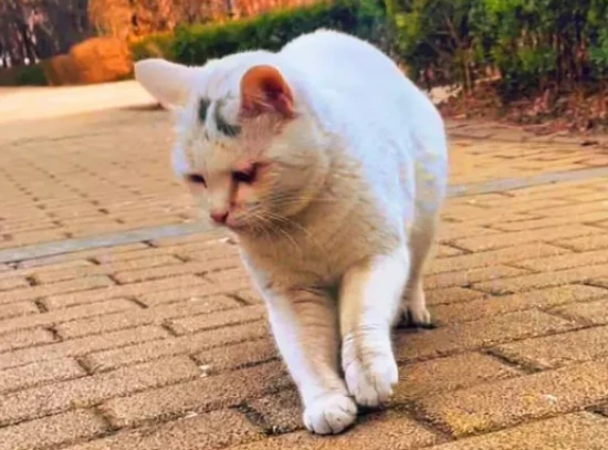 Why are the cat's paws trembling?