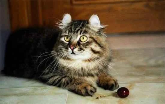 Signs that a cat poops on the bed