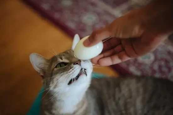 Can cats eat eggs?