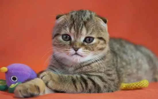 Why are cats not as loyal as dogs?