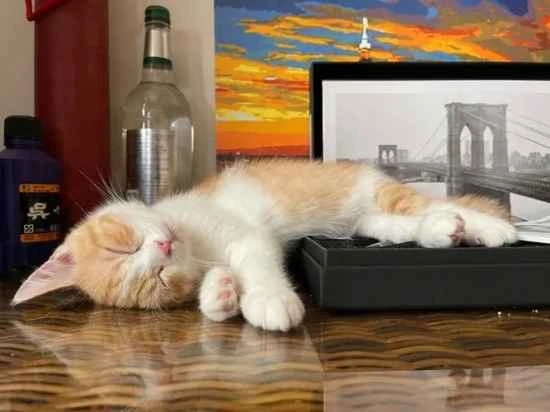 How long after birth can a kitten receive its vaccinations?