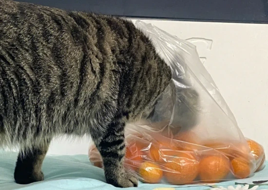 Can cats eat oranges?