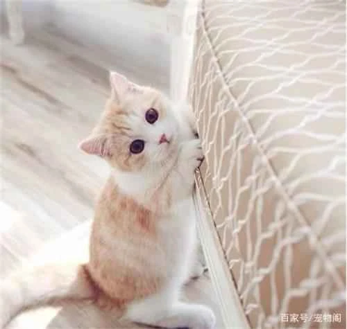 Why can cats jump so far?