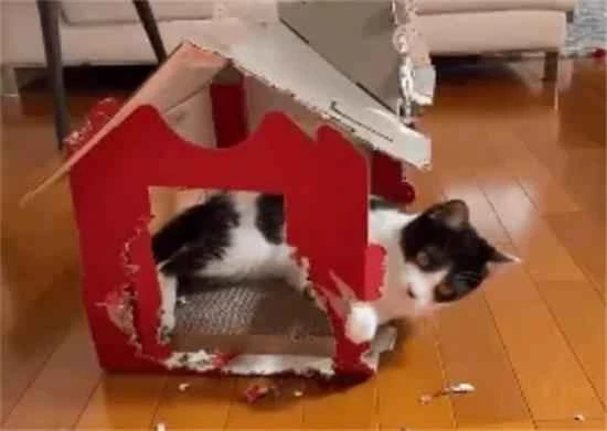 不适合打工人养的几种猫，根本养不起，太烧钱了！