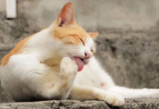 Why does a cat lick its fur while eating?
