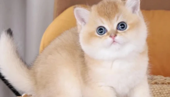 Where do cats like to be petted by their owners the most?