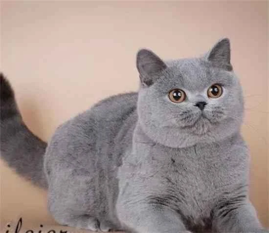 Why do cats always smack their lips?