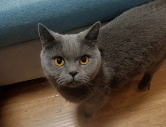 Will a cat come back if I leave it 30 kilometers away?