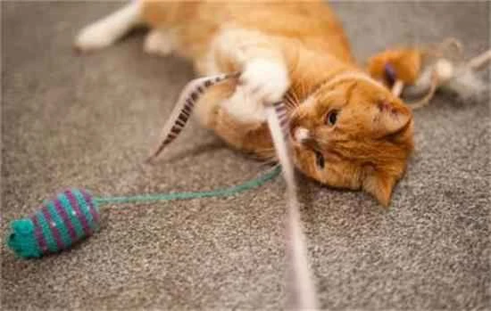 How to politely refuse a cat's "creative wake-up call" service?