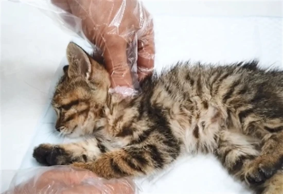 How much does cat euthanasia cost?