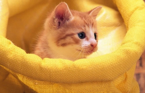 Why do cats like to step on pillows?