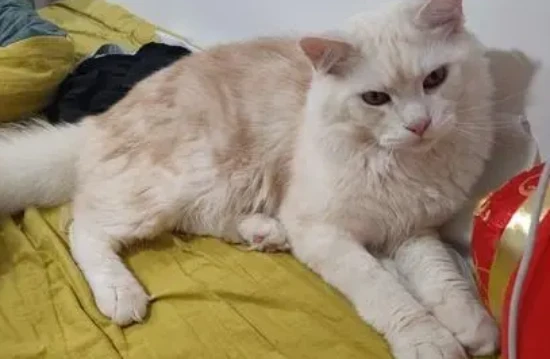 How to find a cat hiding in someone else's house