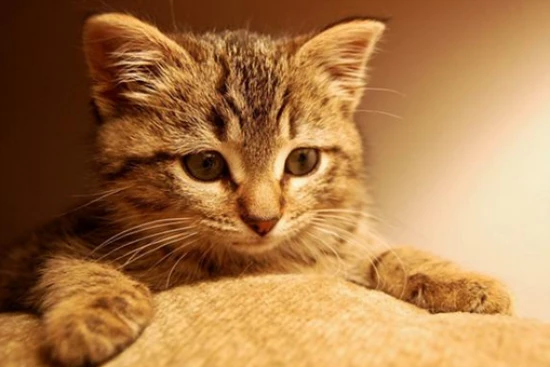 What vaccines can cats receive?