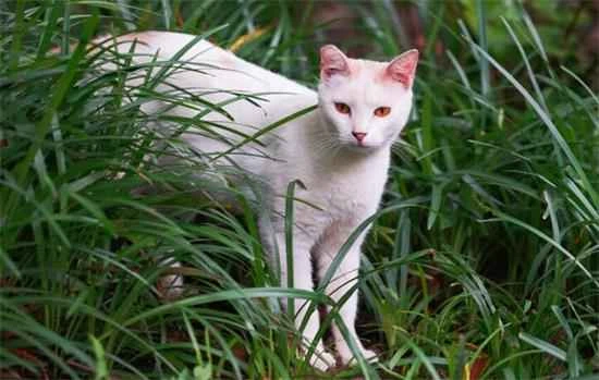 What is the name of a cat with orange eyes?