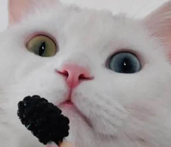 Can cats eat mulberries?