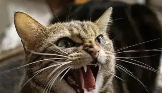 These 5 behaviors can easily cause stress in cats, so you should never do them.