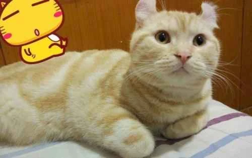 Why does my kitten keep its mouth open?