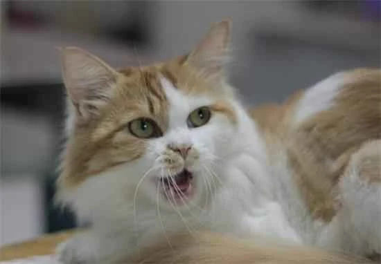 What's the best food for Norwegian Forest Cats?