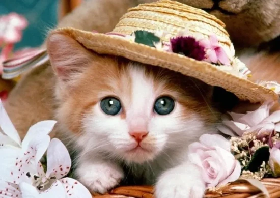 The origin and evolution of cats