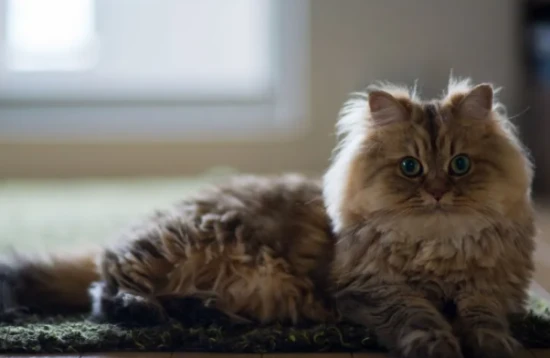 What types of cats are suitable for keeping as pets?