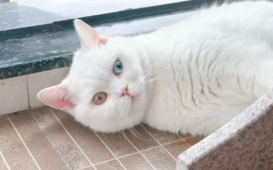 How to clean a cat's teeth