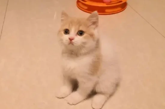 Are Turkish cats clingy?