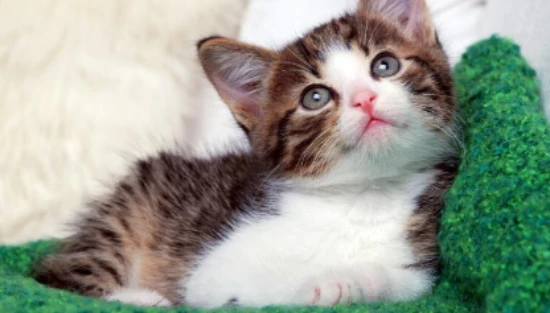 What foods do cats like to eat?