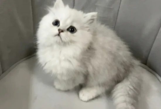 What are some tips for getting along with a Chinchilla cat?