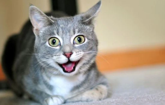 How often should you change your cat litter?