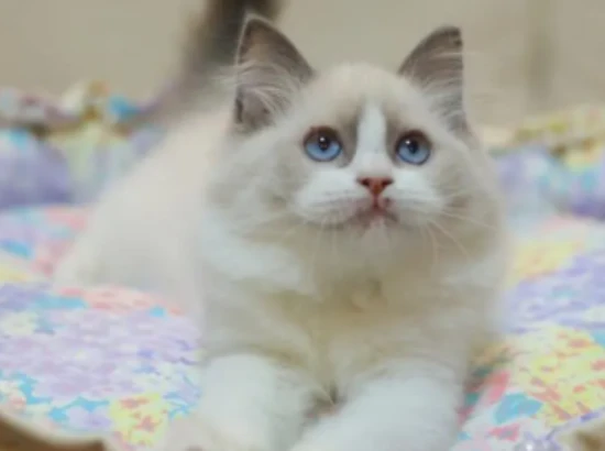 How many colors can a cat distinguish?