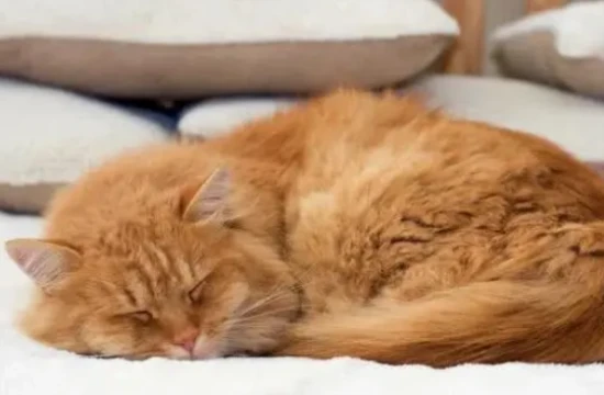 Cat characteristics and lifestyle