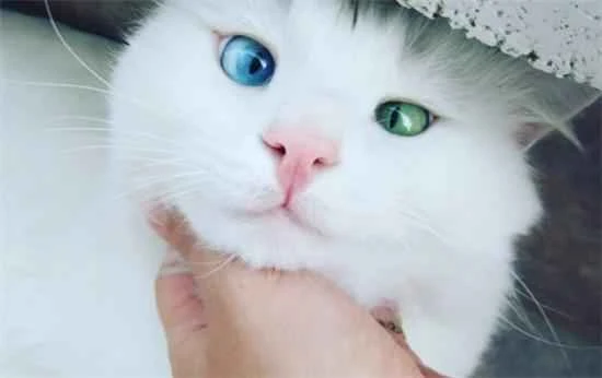 What should I do if my kitten isn't eating and seems lethargic?