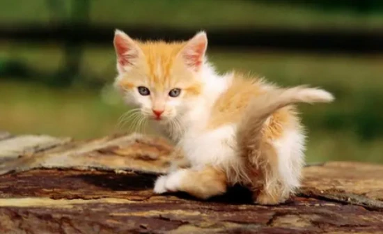 What happens when a cat smells wasabi?