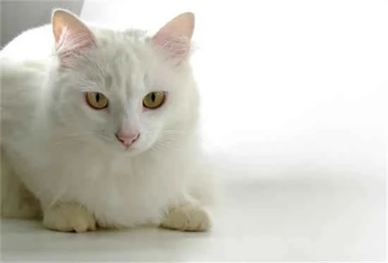 Which cats are better at understanding human speech?