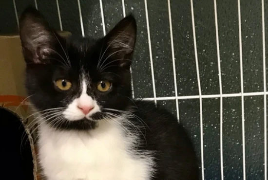 You should know these three reasons why your kitten has black spots on its nose.