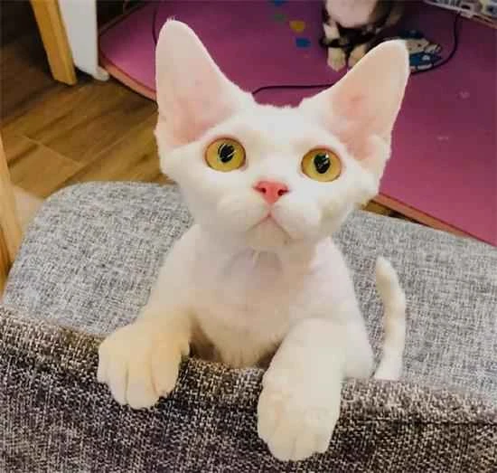 Are there any skills that cats absolutely must learn?