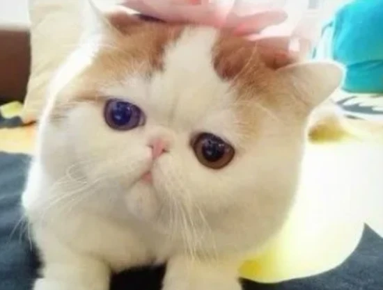 What fruits can cats eat?