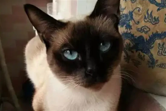 Why are Siamese cats called the princes of cats?