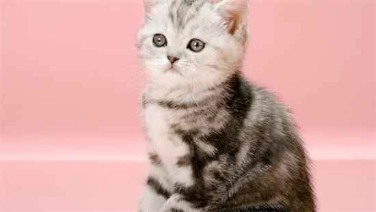 A cat's mouth constantly drooling with a foul odor is a serious oral health problem.