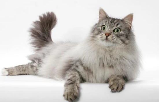 Is an 8-month-old kitten too big?