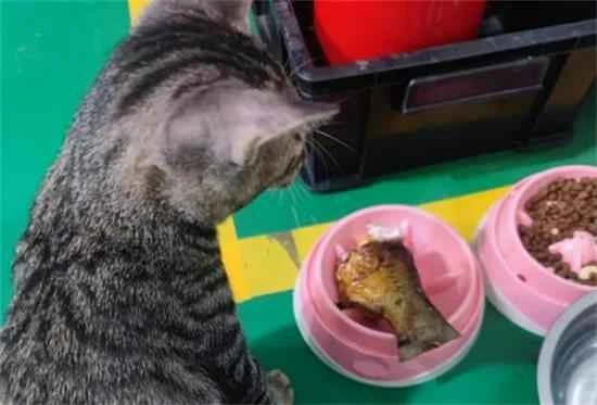 What to do if your cat eats fried fish?