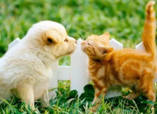 Can cats and dogs be kept together?