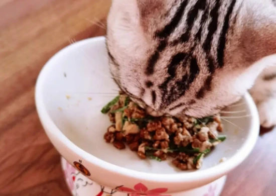 How often should cat grass be given?